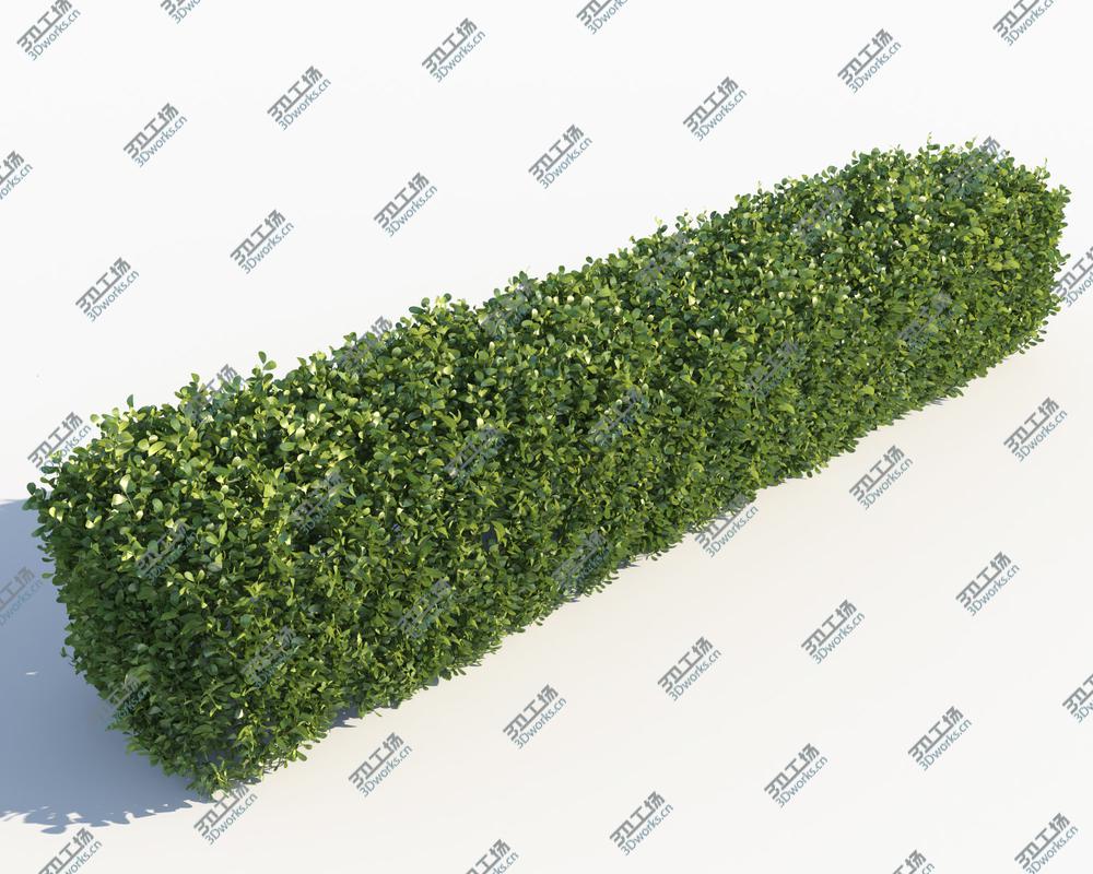 images/goods_img/202104023/Scatterable Hedge/2.jpg